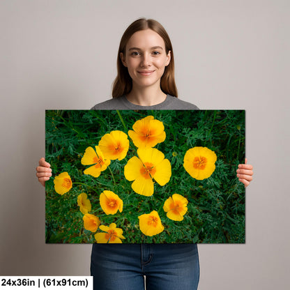 California Poppy Flowers in Bloom - Sonoran Desert Arizona - Tucson Catalina State Park Photography Print