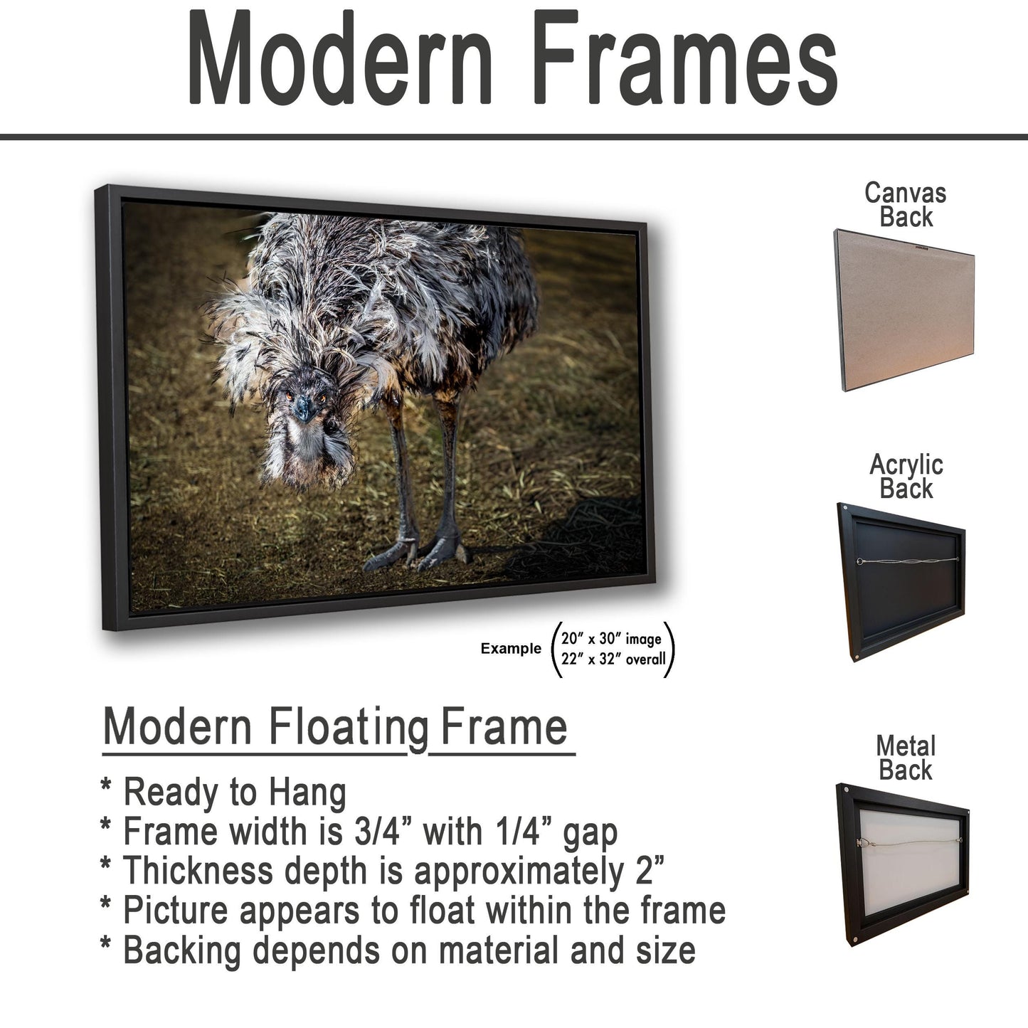 Emu Wildlife Portrait with Textured Feathers - Benson Arizona Photography Print