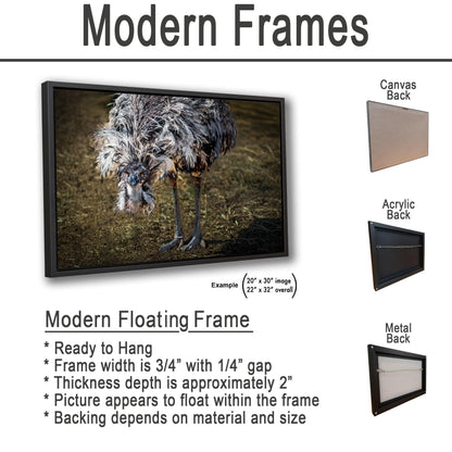 Emu Wildlife Portrait with Textured Feathers - Benson Arizona Photography Print