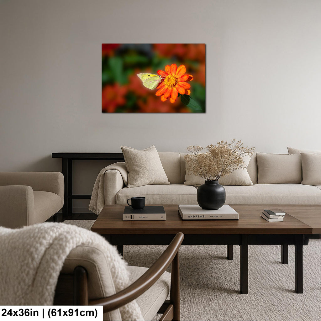 Gentle Landing: Butterfly on Flower Mt. Lemmon Arizona Photography Wall Art