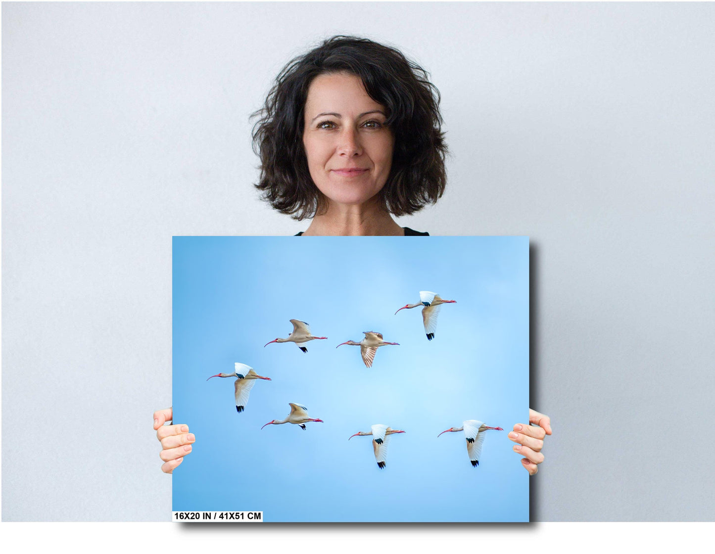 White Ibises Wedge In Flight: American White Ibis in Everglades National Park Florida Print Wall Art Birds Photography Aluminum/Metal/Canvas