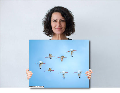 White Ibises Wedge In Flight: American White Ibis in Everglades National Park Florida Print Wall Art Birds Photography Aluminum/Metal/Canvas