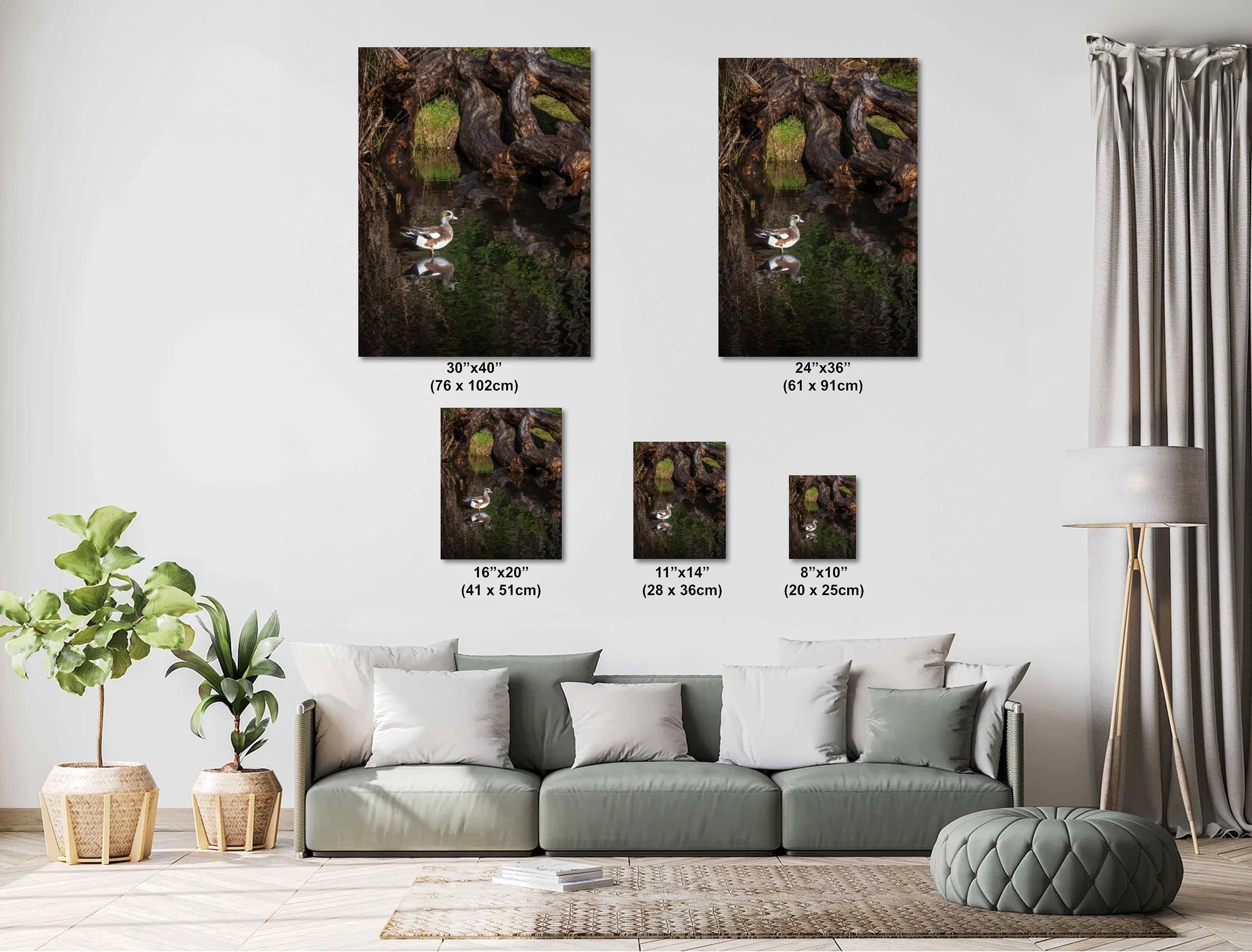 American Wigeon Duck Photo Print: Seattle Pond Wildlife Art