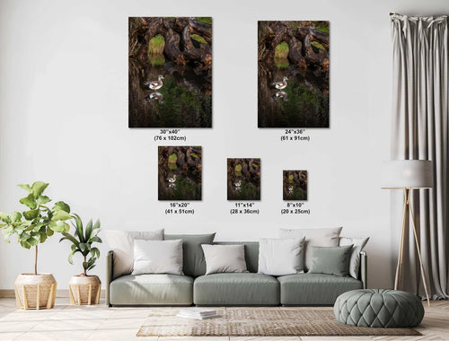 American Wigeon Duck Photo Print: Seattle Pond Wildlife Art
