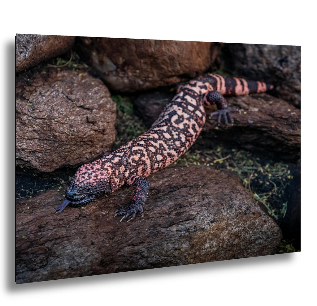 Gila Monster Print – Desert Wildlife Art | Arizona Reptile Photography Canvas
