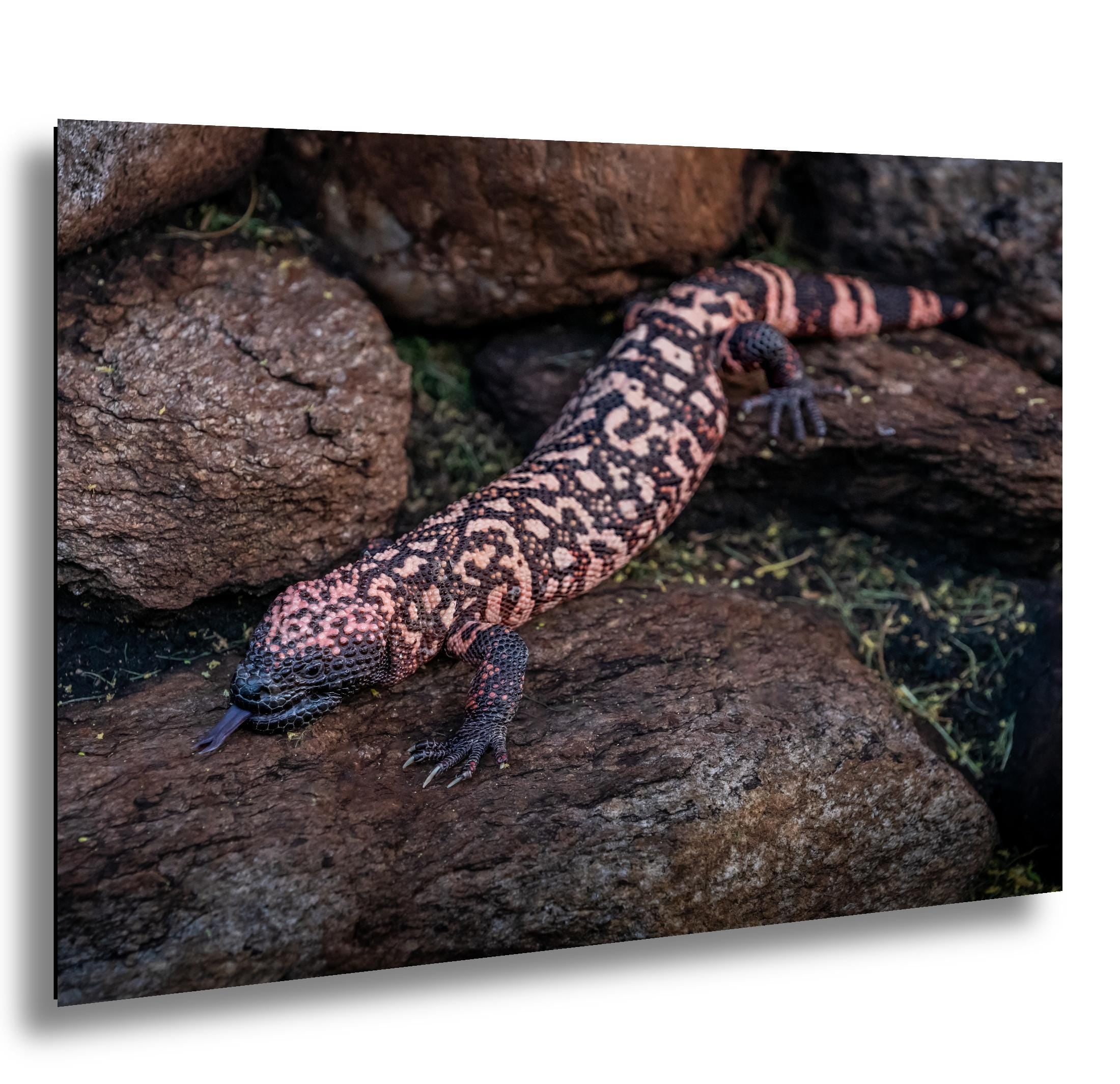 Gila Monster Print – Desert Wildlife Art | Arizona Reptile Photography Canvas