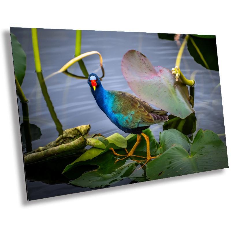 A vibrant photo of an American purple gallinule bird with blue plumage and yellow legs, perched on a lily pad in a watery environment. The image is presented in a landscape orientation and appears to be printed on high-quality photo paper or canvas.