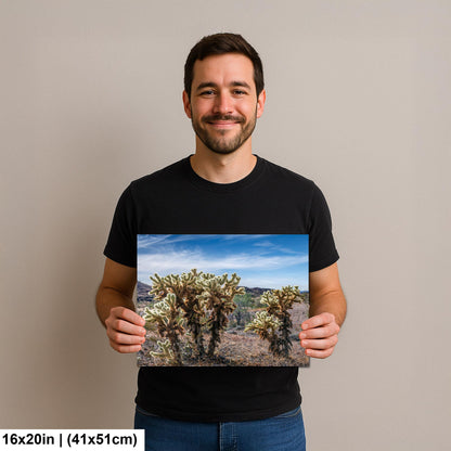 Teddy Bear Cholla Cactus Sonoran Desert Arizona Photography Print, Southwest Wall Art