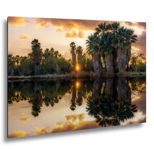 Agua Caliente Park Sunset Palm Oasis Reflection - Tucson Arizona Photography Print