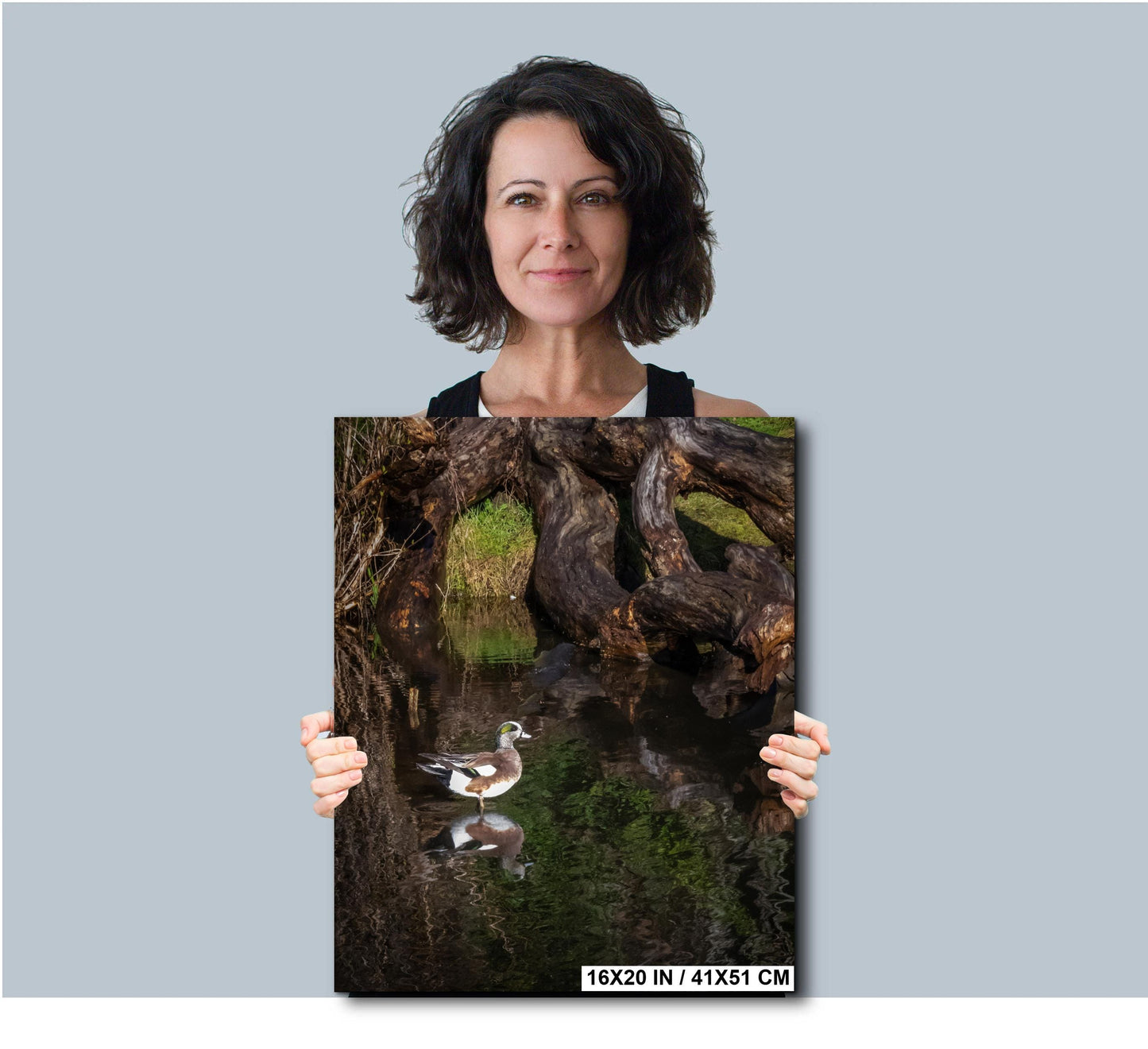 American Wigeon Duck Photo Print: Seattle Pond Wildlife Art