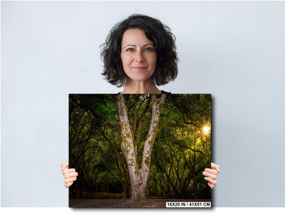 Oregon Forest Sunburst V-Trunk Tree Wall Art Photography Print, Woodland Light Rays Nature Canvas Wall Art, Pacific Northwest Metal Fine Art