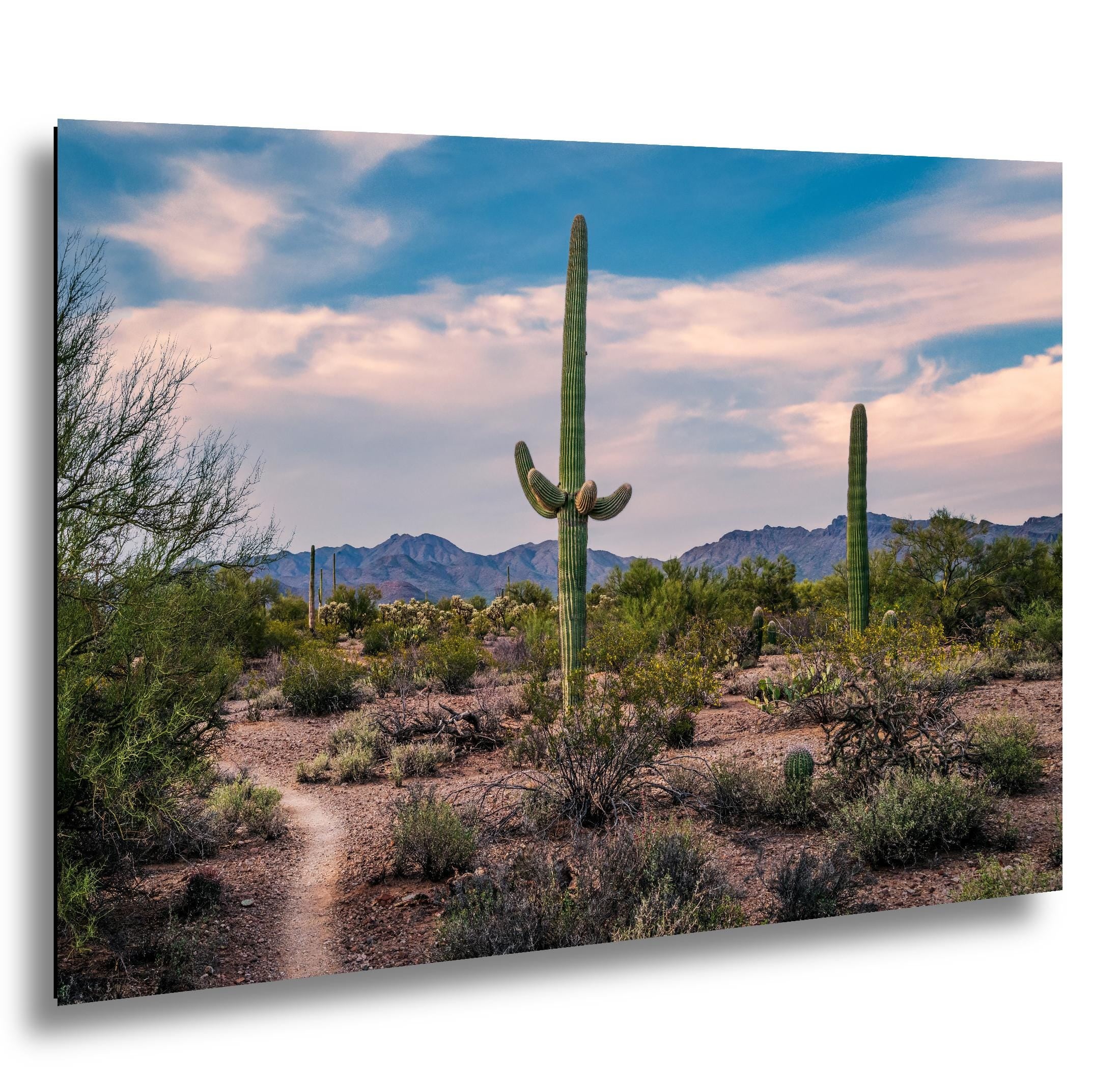 Pastel Sky Over Saguaro Cactus Trail Photography Print, Tucson Arizona Desert Landscape, Southwest Wall Art Decor