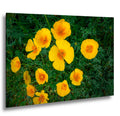 California Poppy Flowers in Bloom - Sonoran Desert Arizona - Tucson Catalina State Park Photography Print
