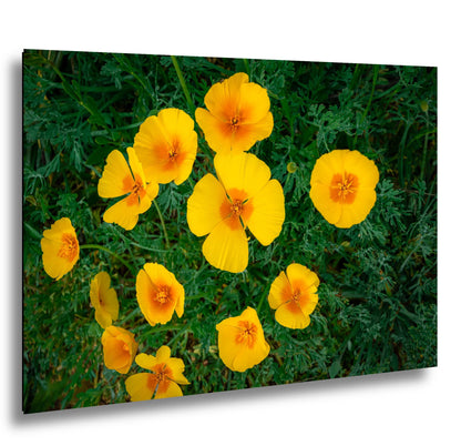 California Poppy Flowers in Bloom - Sonoran Desert Arizona - Tucson Catalina State Park Photography Print