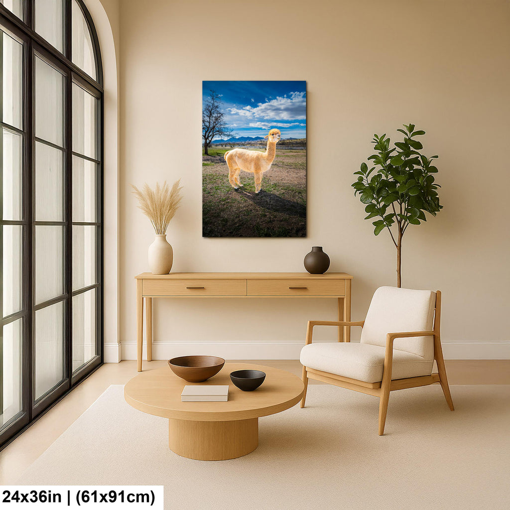 Alpaca Portrait in Mountain Pasture - Benson Arizona Photography Print