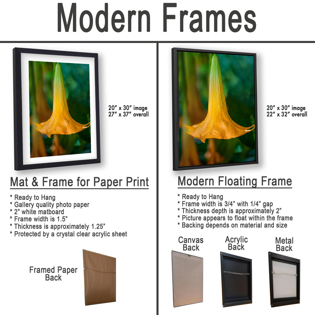 Golden Bell: Angel's Trumpet Flower Botanical Floral Photography Wall Art