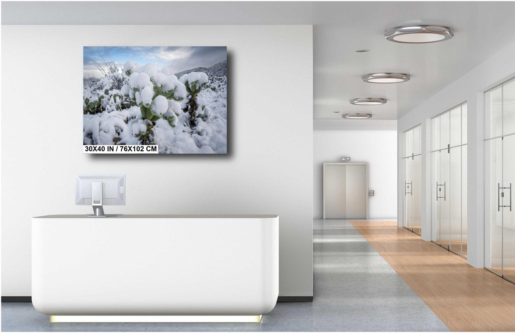 Snowy Cactus Wonderland Print: Arizona Winter Desert Photography