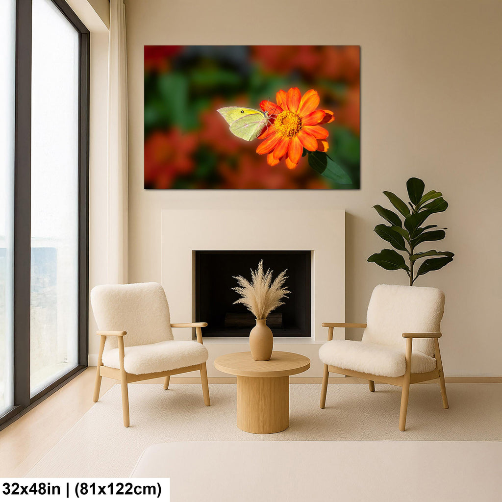 Gentle Landing: Butterfly on Flower Mt. Lemmon Arizona Photography Wall Art