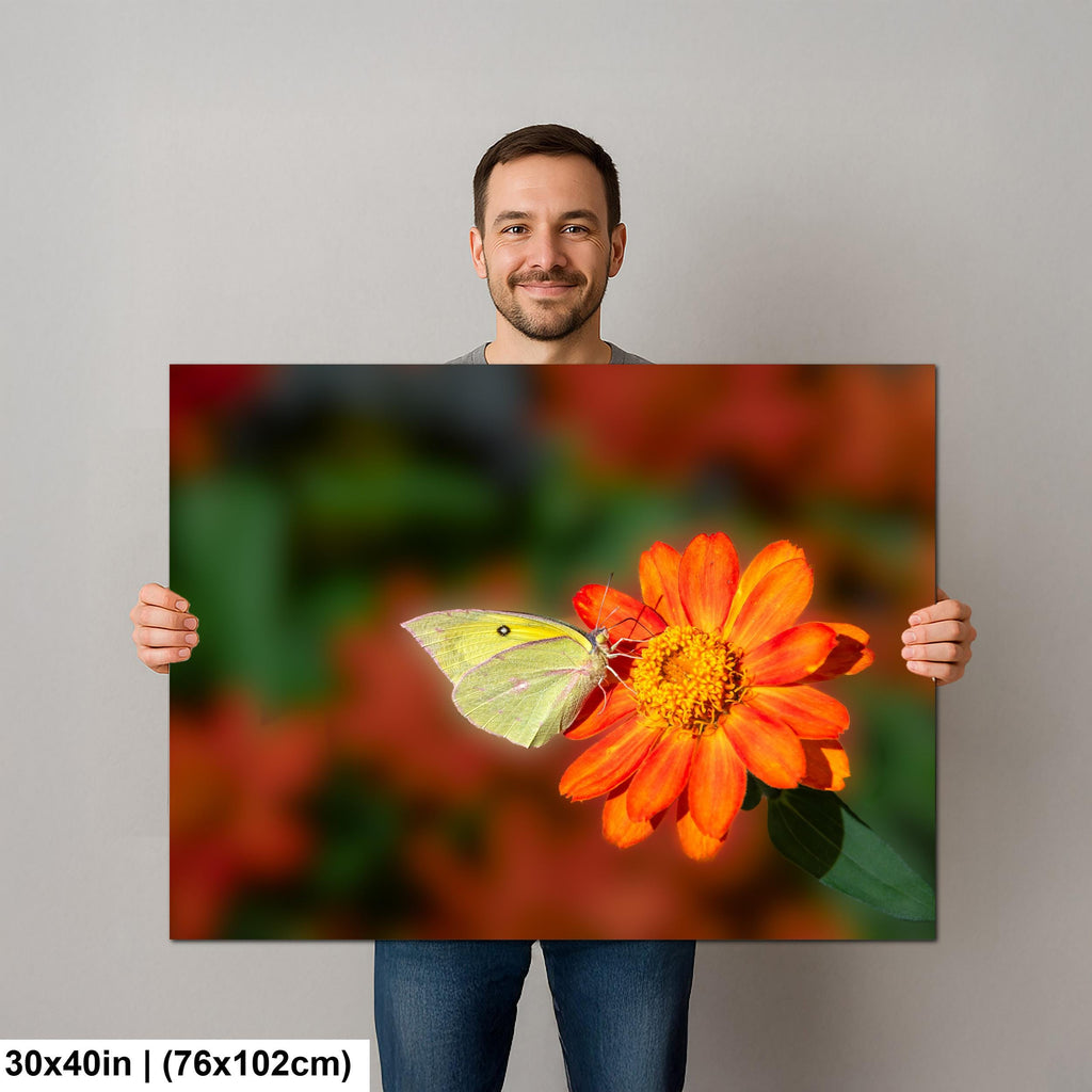 Gentle Landing: Butterfly on Flower Mt. Lemmon Arizona Photography Wall Art
