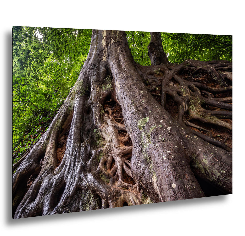 Tangled Roots: Medusa Tree Falls Park Greenville SC Nature Photo Wall Art