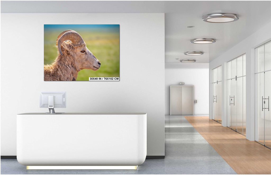 Bighorn Sheep Side Face Badlands National Park South Dakota Wildlife Photo Print, Nature Wall Art Decor, Animal Photography Home Decor