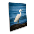 Pure As Driven Snow: Snowy Egret on the Shores of Anna Maria Florida Print Wall Art Seascape Bird Photography Aluminum/Acrylic/Metal/Canvas
