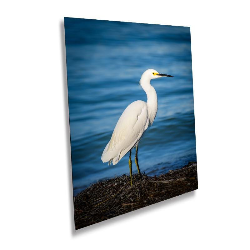 Pure As Driven Snow: Snowy Egret on the Shores of Anna Maria Florida Print Wall Art Seascape Bird Photography Aluminum/Acrylic/Metal/Canvas