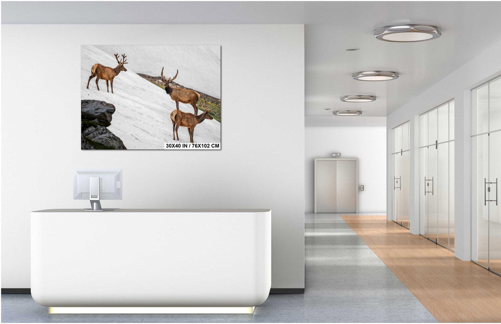 Bull Elk Trio on Summer Snow Rocky Mountain National Park Colorado Photo Print, Alpine Wildlife Wall Art Home Decor, Animal Photography