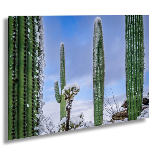 Saguaro Cactus Wall Art - Snow-Covered Desert Landscape Print | Southwest Art
