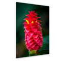 Crimson Spiral: Spiral Ginger Tropical Flower Botanical Photo Wall Art