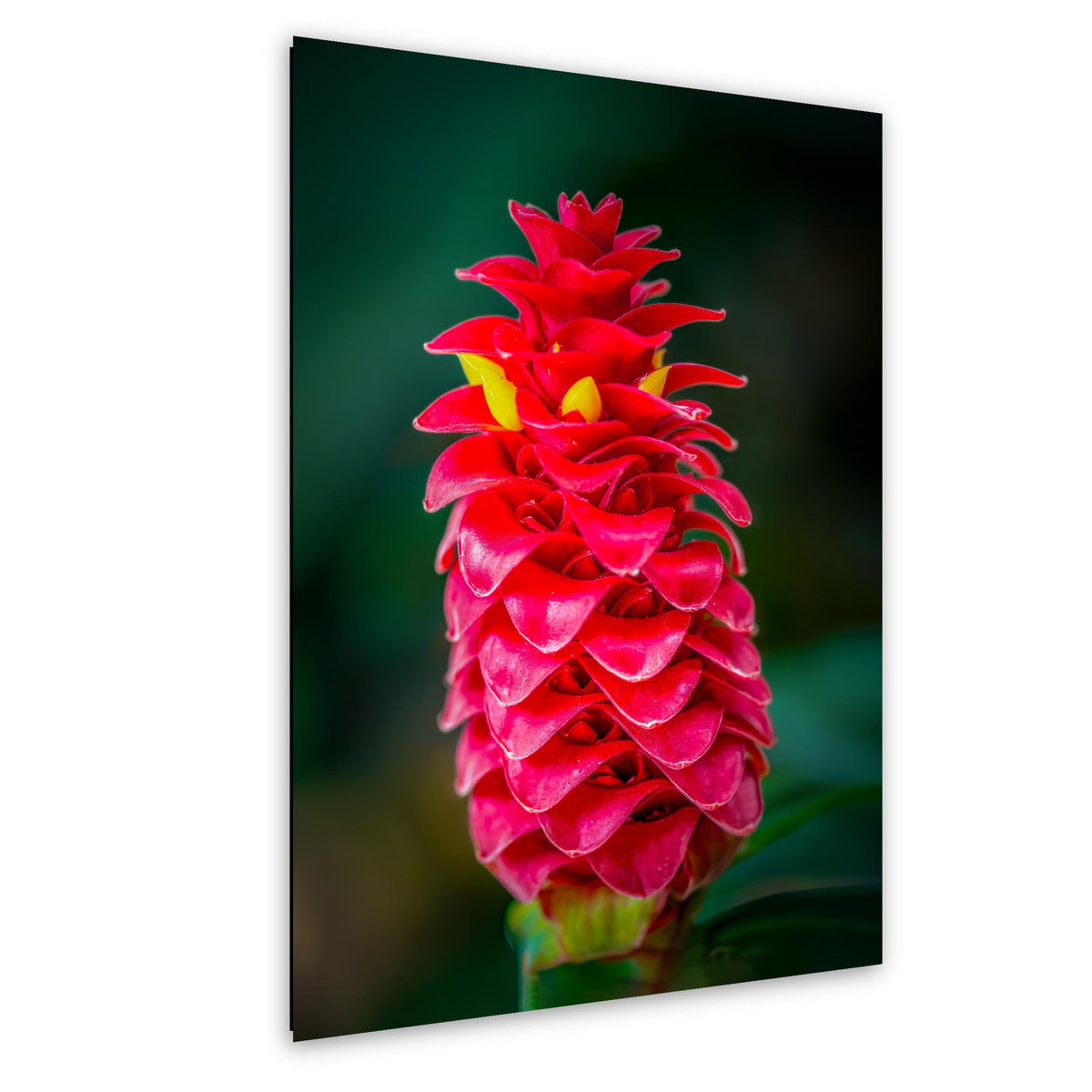 Crimson Spiral: Spiral Ginger Tropical Flower Botanical Photo Wall Art