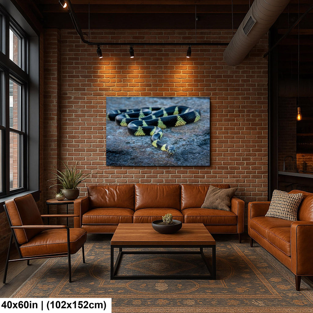 California Kingsnake Print – Desert Snake Art | Wildlife Snake Photo Wall Decor