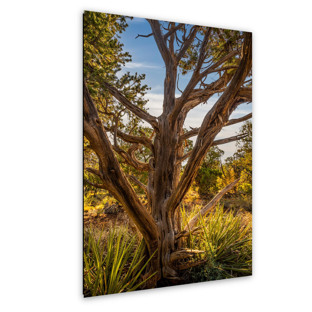 Ancient Juniper Tree in Mesa Verde National Park, Cortez Colorado Photography Print
