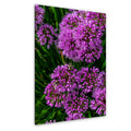 Purple Allium Blooms: Botanical Macro Flower Garden Photography Wall Art