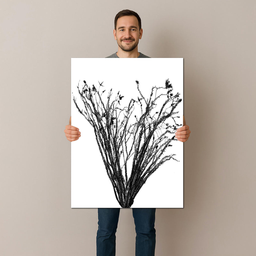 Ocotillo Cactus Silhouette Print: Black and White Desert Photography