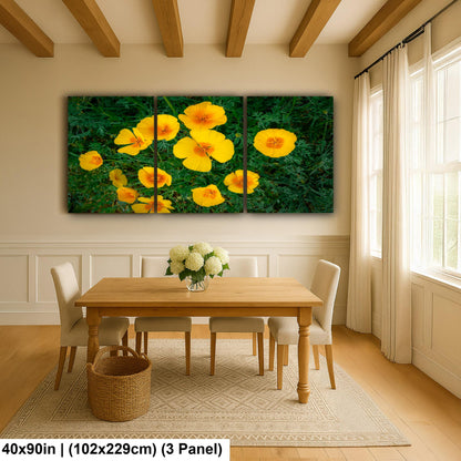California Poppy Flowers in Bloom - Sonoran Desert Arizona - Tucson Catalina State Park Photography Print