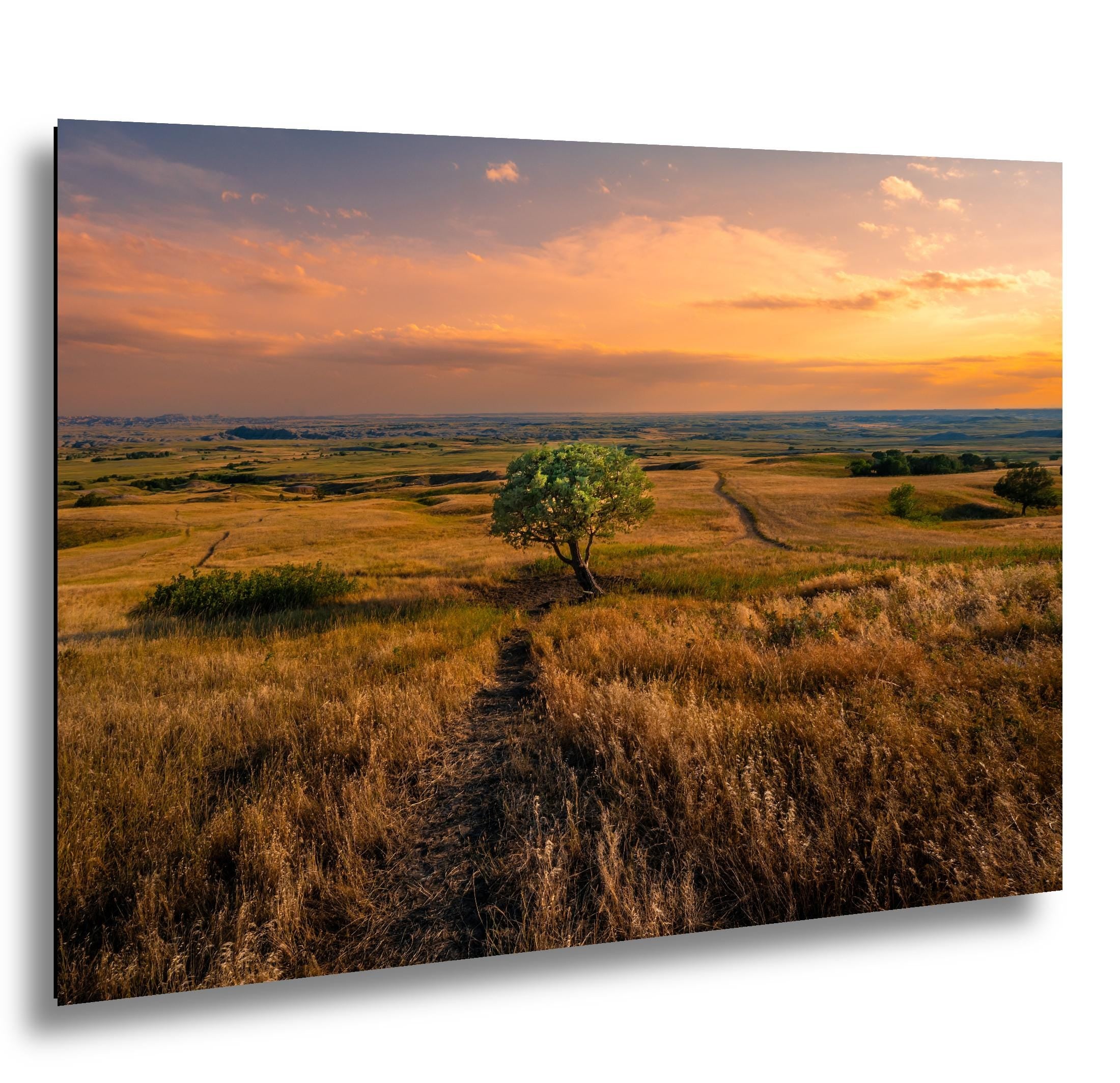 Golden Prairie Tree Badlands National Park South Dakota Photography Print, Western Landscape Wall Art, Sunset Home Decor