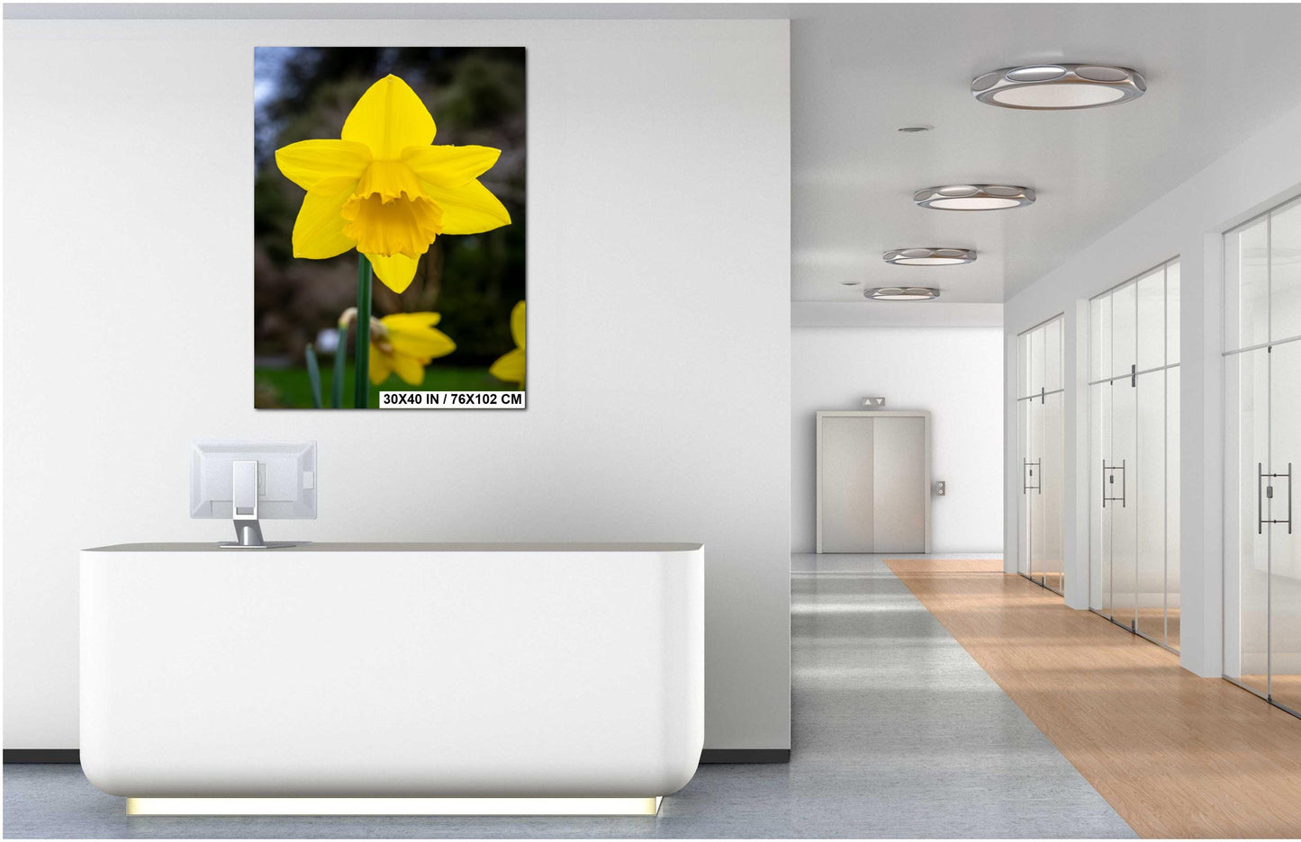 Seattle Washington Yellow Daffodil Spring Flower Bloom Wall Art Photography Print, Photo Botanical Nature Decor Aluminum/Metal/Canvas