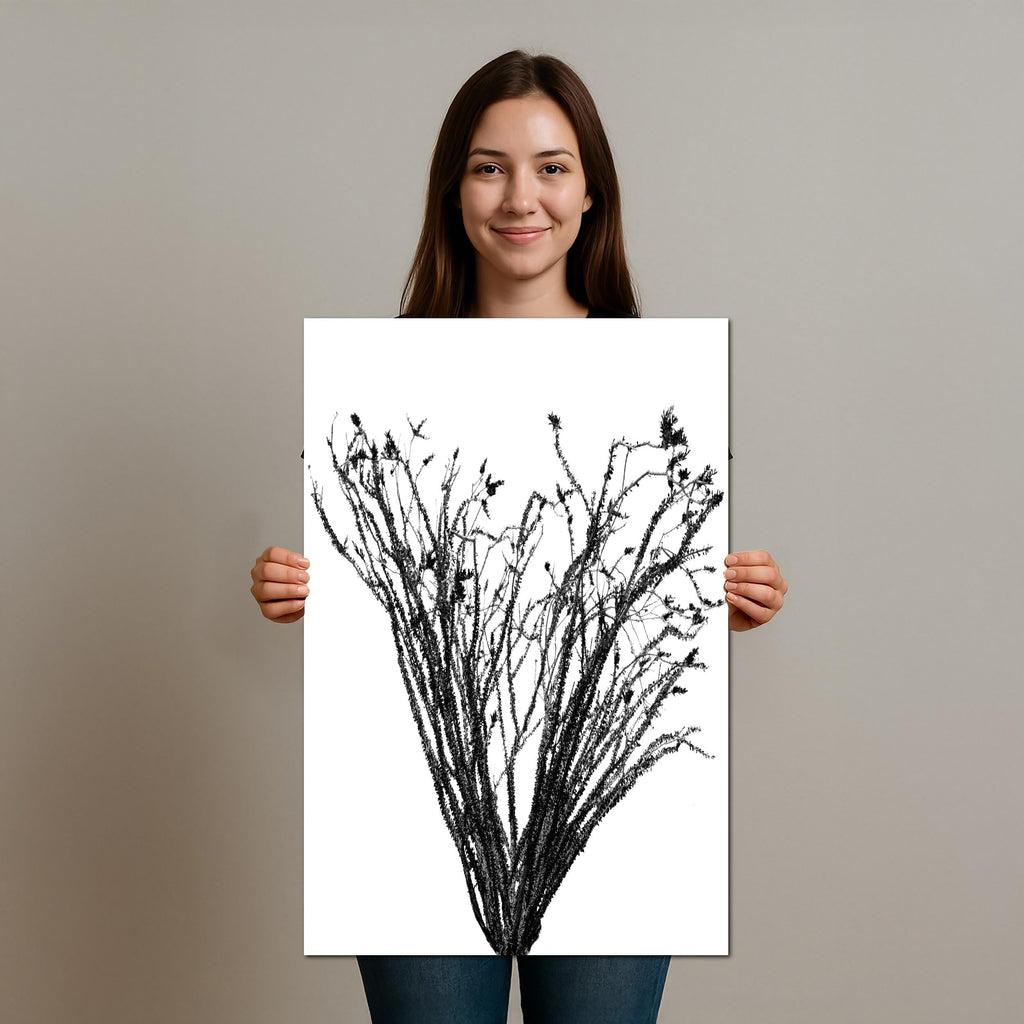 Ocotillo Cactus Silhouette Print: Black and White Desert Photography