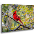 Male Northern Cardinal perched in desert thicket, red crest bright among gray branches.