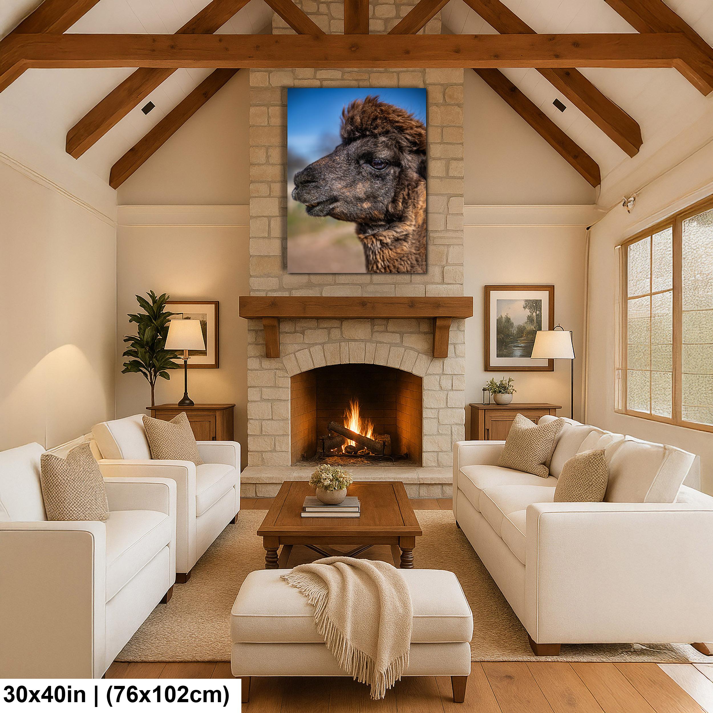 Brown Alpaca Portrait, Tucson Arizona, Photography Print Wall Art