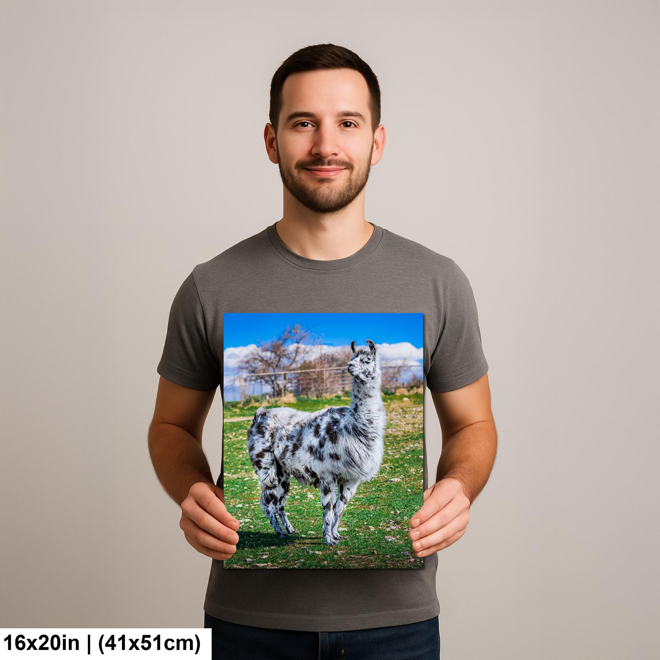 Spotted Llama in Pasture, Tucson Arizona, Photography Print Wall Art