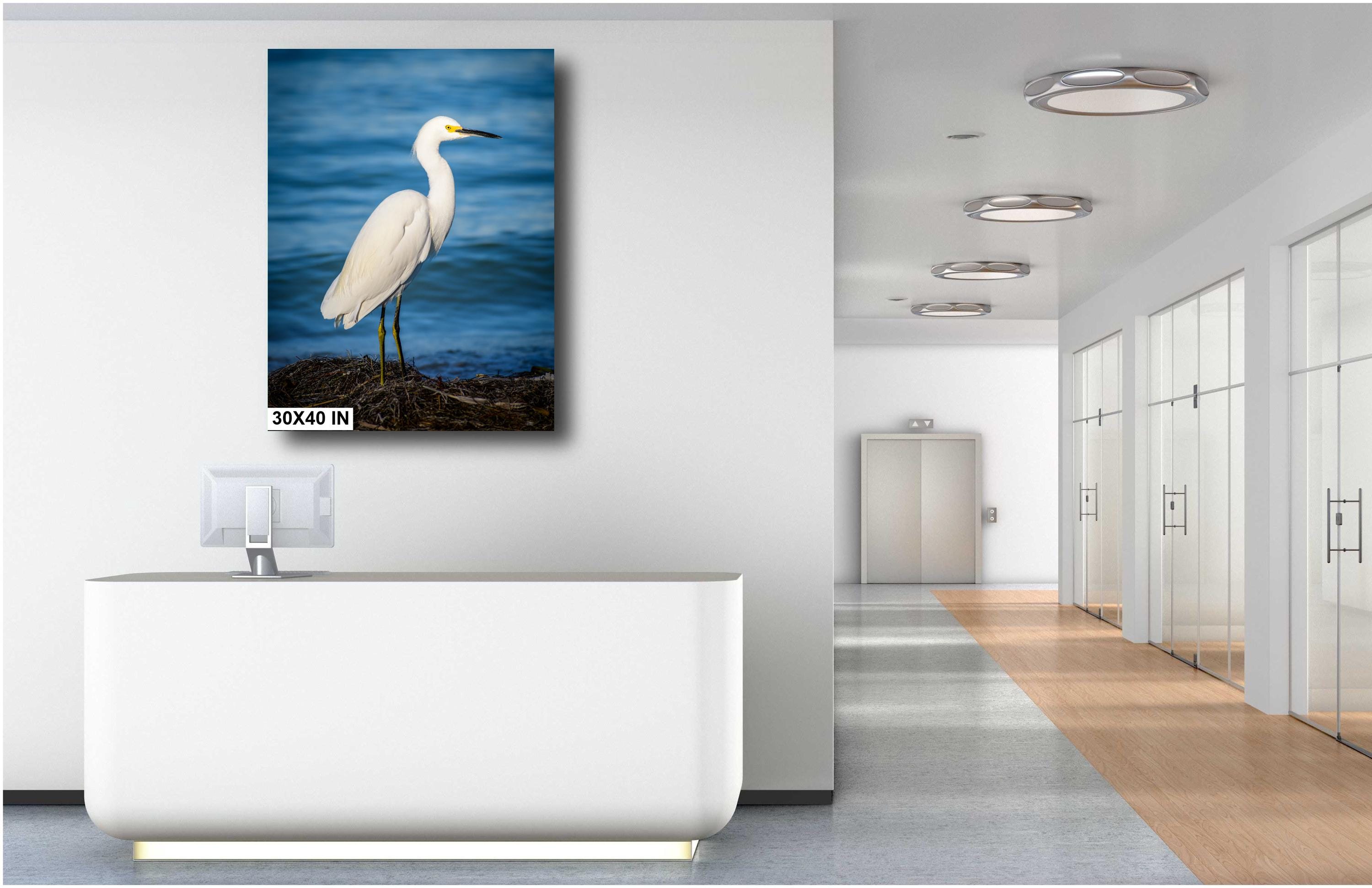 Pure As Driven Snow: Snowy Egret on the Shores of Anna Maria Florida Print Wall Art Seascape Bird Photography Aluminum/Acrylic/Metal/Canvas