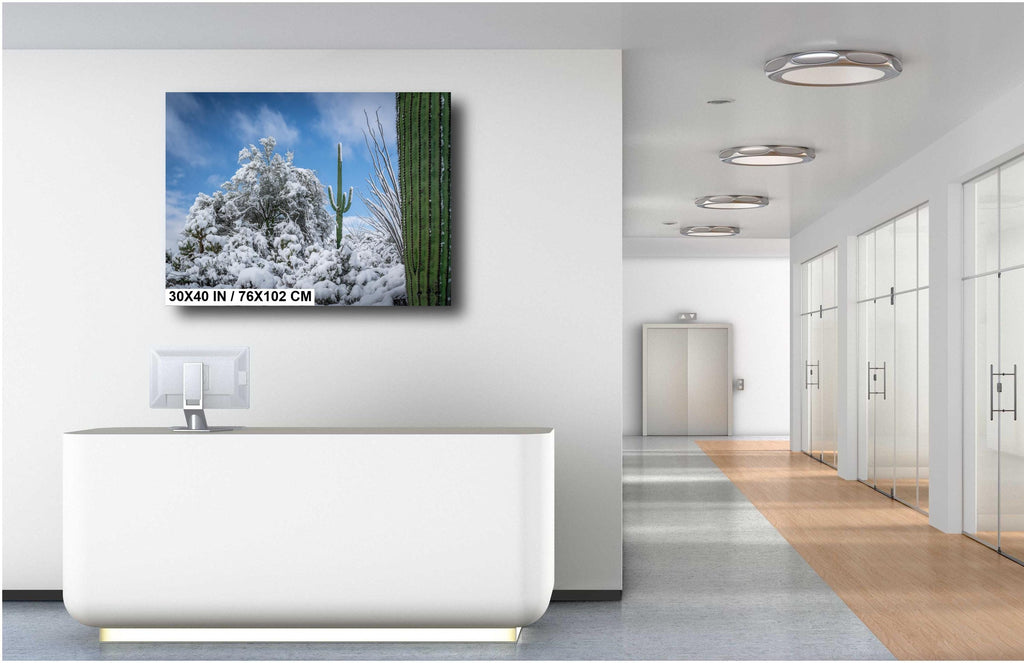 The White Desert: Snowfall in Saguaro National Park Tucson Arizona