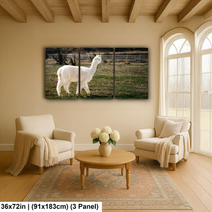 White Alpaca Walking in Pasture - South American Camelid Photography Print