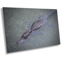 Eyes of the Everglades: Above an Alligator During Light Rain in Everglades National Park Florida Print Wall Art Aluminum/Metal/Canvas