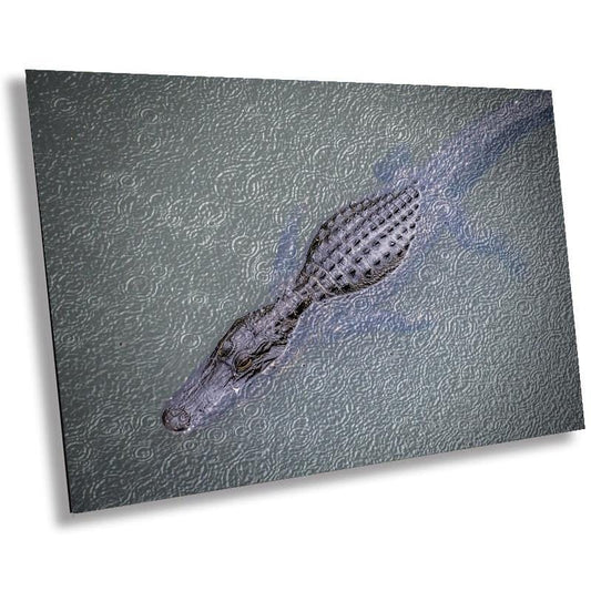 Eyes of the Everglades: Above an Alligator During Light Rain in Everglades National Park Florida Print Wall Art Aluminum/Metal/Canvas