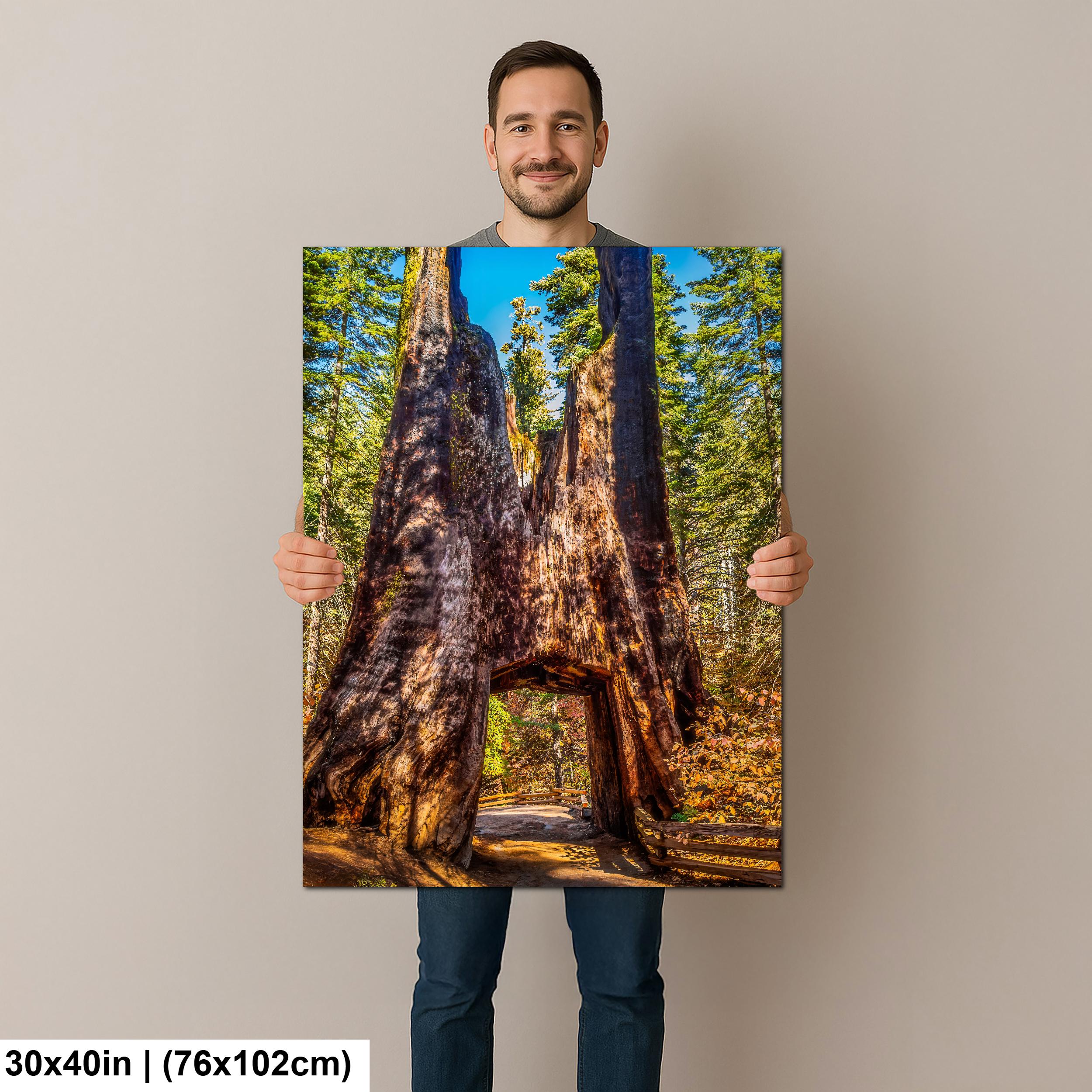 Giant Gateway: Tuolumne Grove Yosemite National Park Photography Wall Art