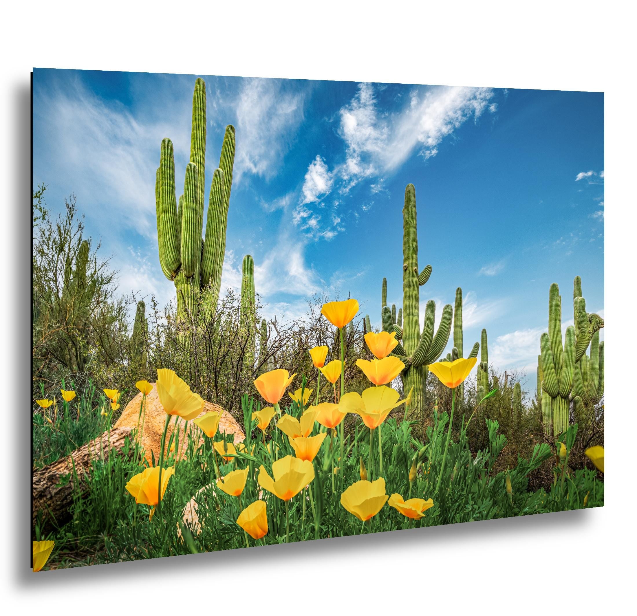 Sonoran Desert Yellow Poppies with Saguaros - Catalina State Park Tucson Arizona Photography Print