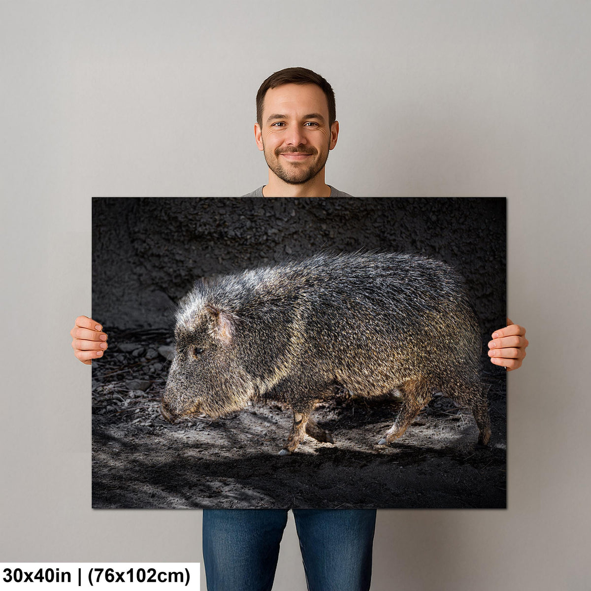 Javelina: Collared Peccary Desert Animal Close Up Photo Wall Art Home Decor